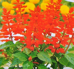 一串紅-矮~Salvia