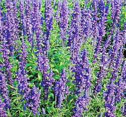 粉萼鼠尾草~Salvia