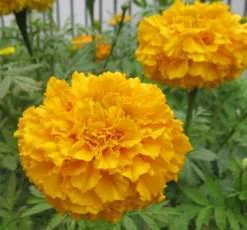 萬壽菊種子 African Marigold