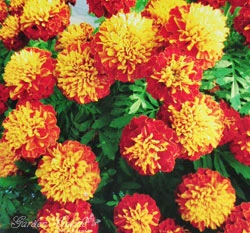 孔雀草種子 French Marigold