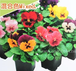 三色菫種子 Pansy 貓臉花 蝴蝶花
