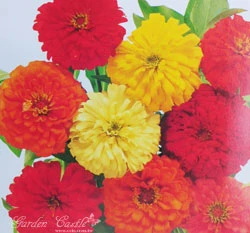 百日草~混合色