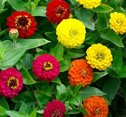 迷你百日草種子～Mini Zinnia