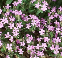 肥皂草~Soapwort