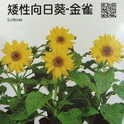 向日葵種子~矮性「金雀」