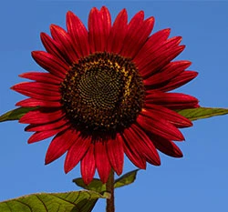 向日葵種子~紅色「夏紅」