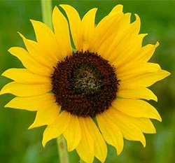 向日葵種子～「橙黑」花瓣鮮橙色
