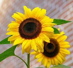 向日葵種子～「太陽」花海品種
