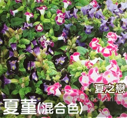 夏菫種子-夏之戀 混合色
