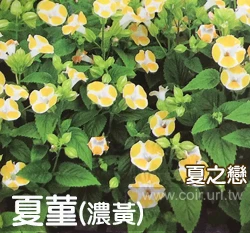 夏菫種子-夏之戀 濃黃