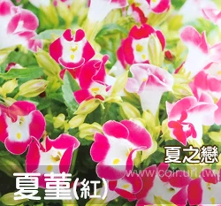 夏菫種子-夏之戀 紅色
