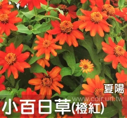 小百日草種子 夏陽 橙紅