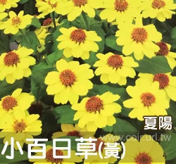 小百日草種子 夏陽 黃