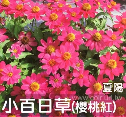 小百日草種子 夏陽 櫻桃紅