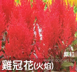 雞冠花-火焰 紫紅