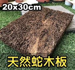 天然蛇木板「20x30cm」嚴選級蕨植板 蘭花
