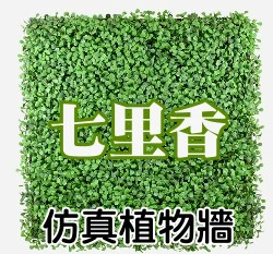 仿真植物牆~七里香50cmx50cm