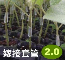 橡膠嫁接套管 (茄科蔬菜嫁接雞腸、橡膠套管)長300cm
