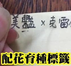植物配花專用膠帶 育種標籤名牌 600條