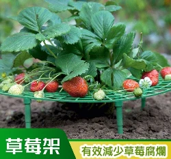 草莓架高墊 草莓墊防爛果 果實支撐架