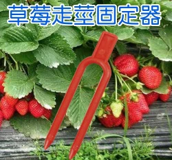 草莓走莖固定叉（壓蔓器 草莓叉）
