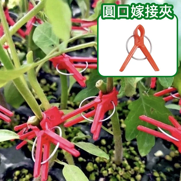 圓口嫁接夾(經濟型紅色固定夾)