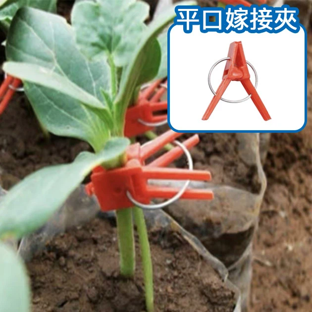 平口嫁接夾(經濟型紅色固定夾)