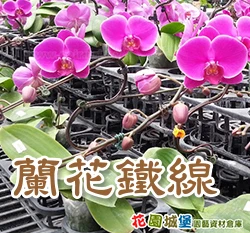 蘭花鐵線(蘭花梗塑型用-軟線)30支/組