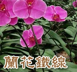 蘭花鐵線(栽培固定用-硬線)