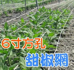 方格栽培網(6尺x50米)6寸孔目(花卉、甜椒網)