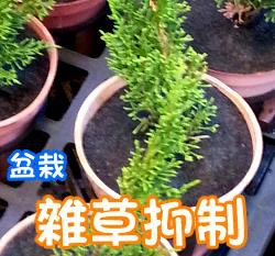 盆栽用雜草抑制蓆(不織布防草蓋)-12cm 雞母蟲 盆栽蓋 4寸