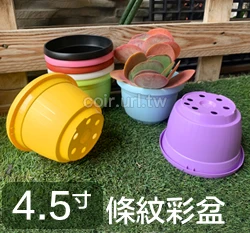 條紋4.5寸花盆-粉彩系列