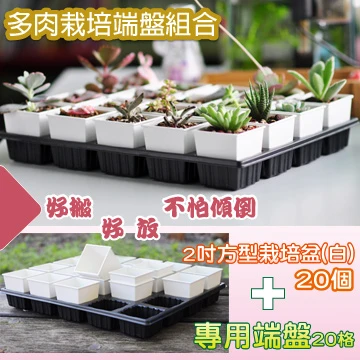 【超值組】20個x四方型栽培盆(厚)-2吋白色+專用整理端盤20格