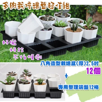 【超值組】八角造型栽培盆(厚)-2.5寸x12個+專用整理端盤12格