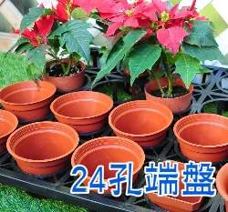 24孔端盤(適用3寸硬盆)花盆整理盤