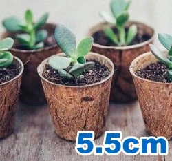 5.5cm環保椰纖花盆 ECO-FRIENDLY COCONUT FIBER POT