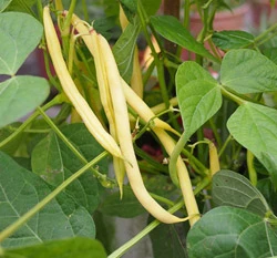 黃金四季豆種子(菜豆)