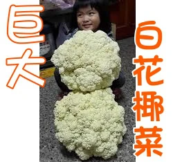 巨大花椰菜種子(白)