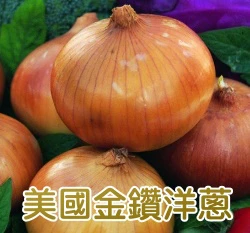 美國金鑽洋蔥種子（黃皮）