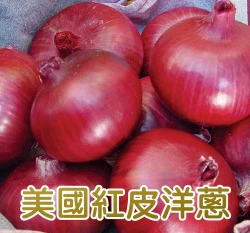 美國美樂洋蔥(紅/紫皮)種子（Allium cepa）