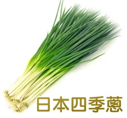 日本四季蔥種子 京都九條蔥