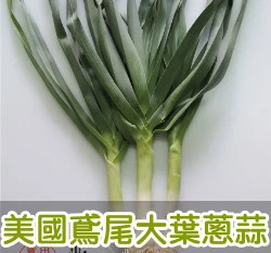 美國鳶尾大葉蔥蒜種子(美國西蒜)