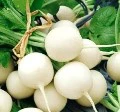 冰雹櫻桃蘿蔔種子(雪白種)