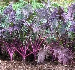 俄羅斯紅甘藍種子(紅芥蘭.紅芥藍)