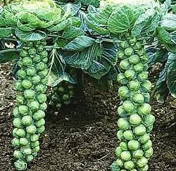 孢子甘藍(Brussel Sprout)抱子甘藍