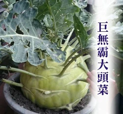 巨無霸大頭菜種子(球莖甘藍)