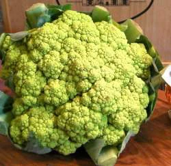 翡翠花椰菜種子