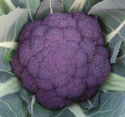 紫色花椰菜種子