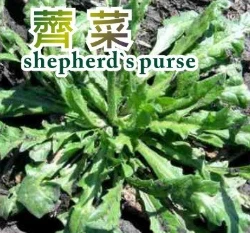 薺菜種子