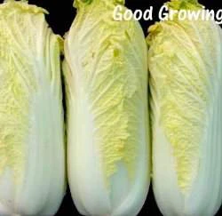 日本娃娃菜種子(Baby Cabbage)